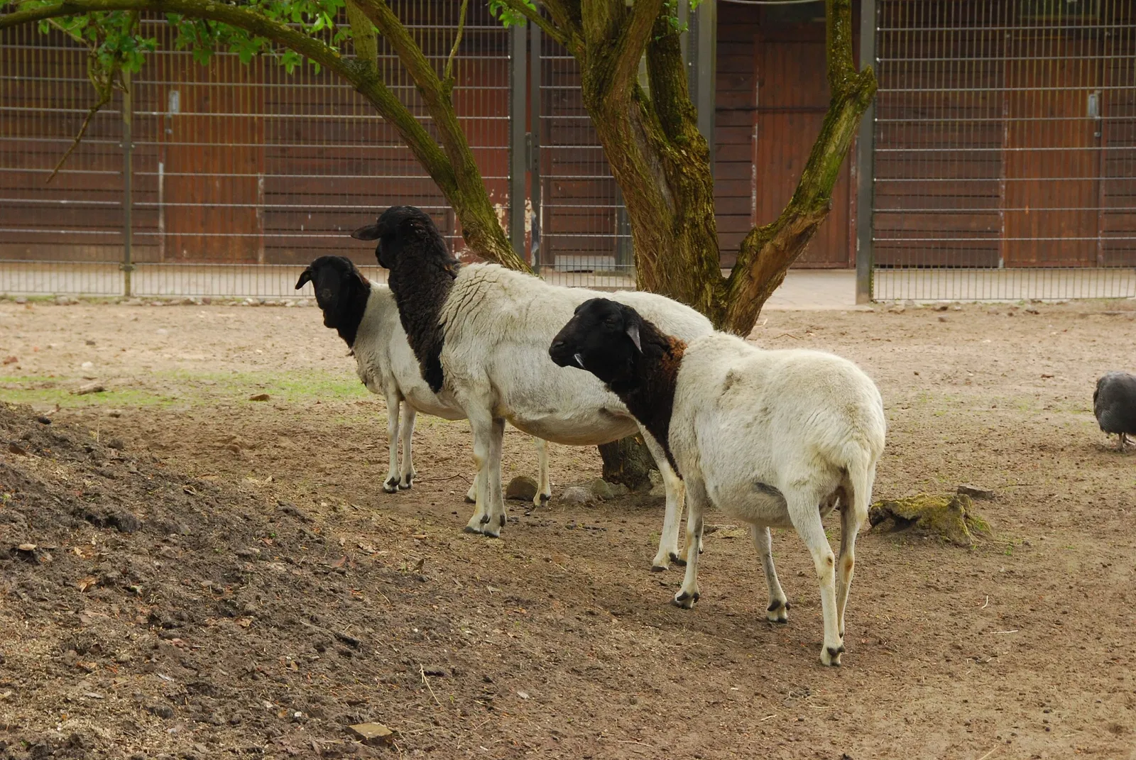 Tierpark Ueckermünde