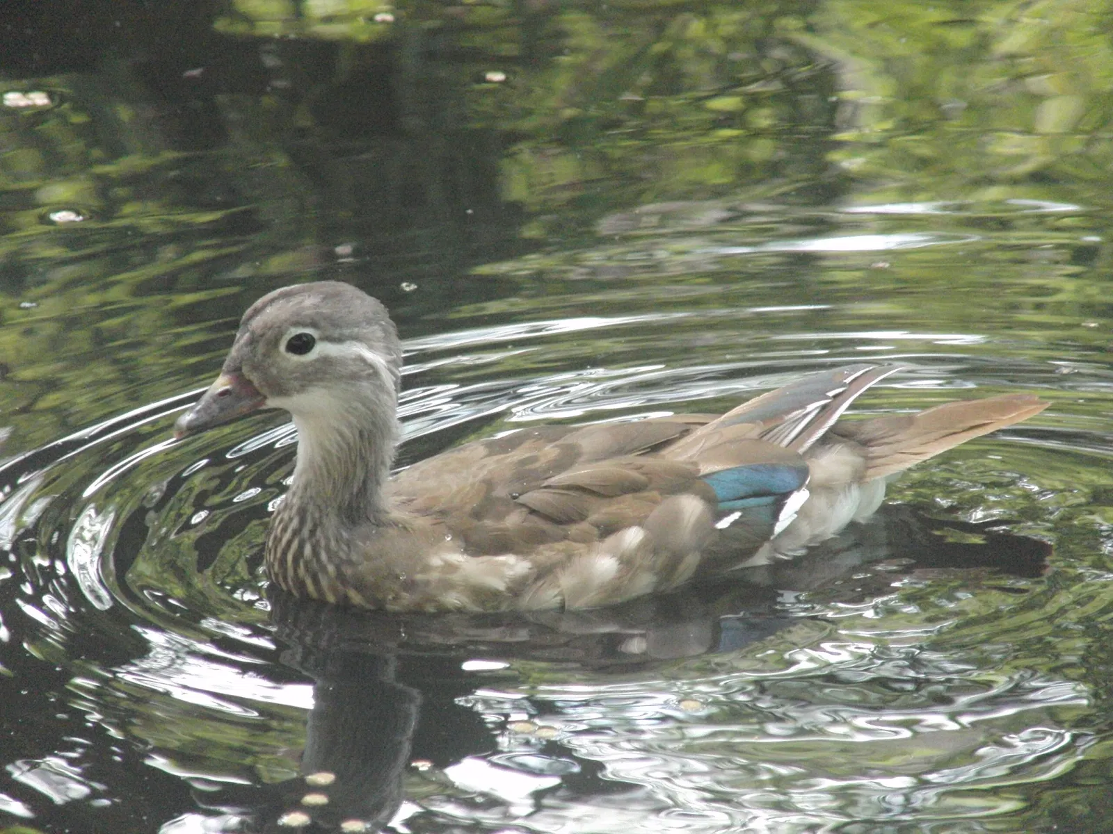 Tierpark Ueckermünde