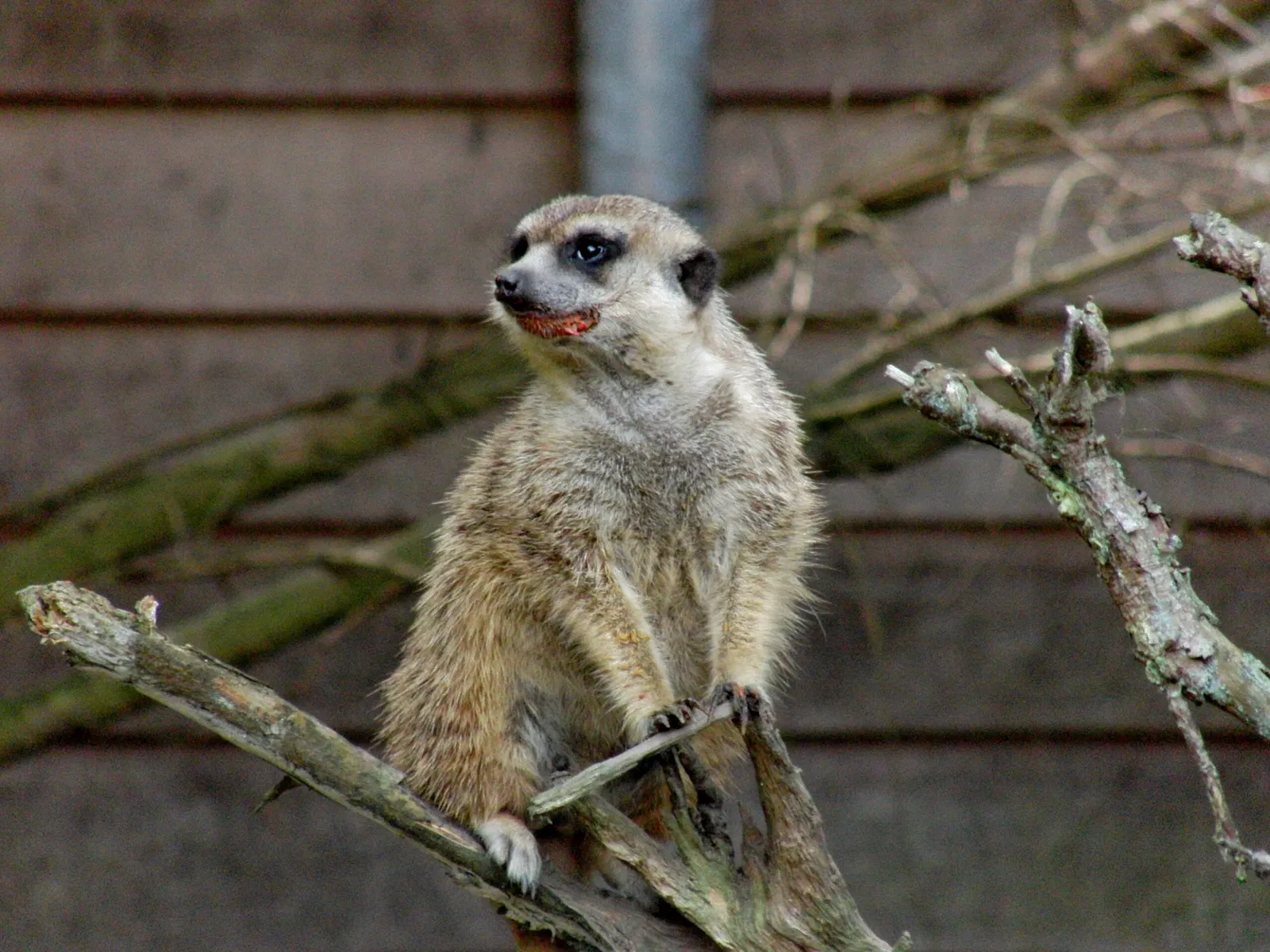 Tierpark Ueckermünde