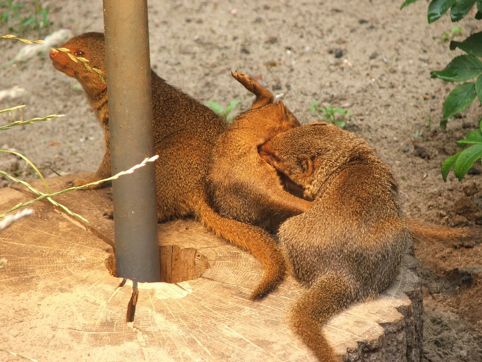 Tierpark Ueckermünde