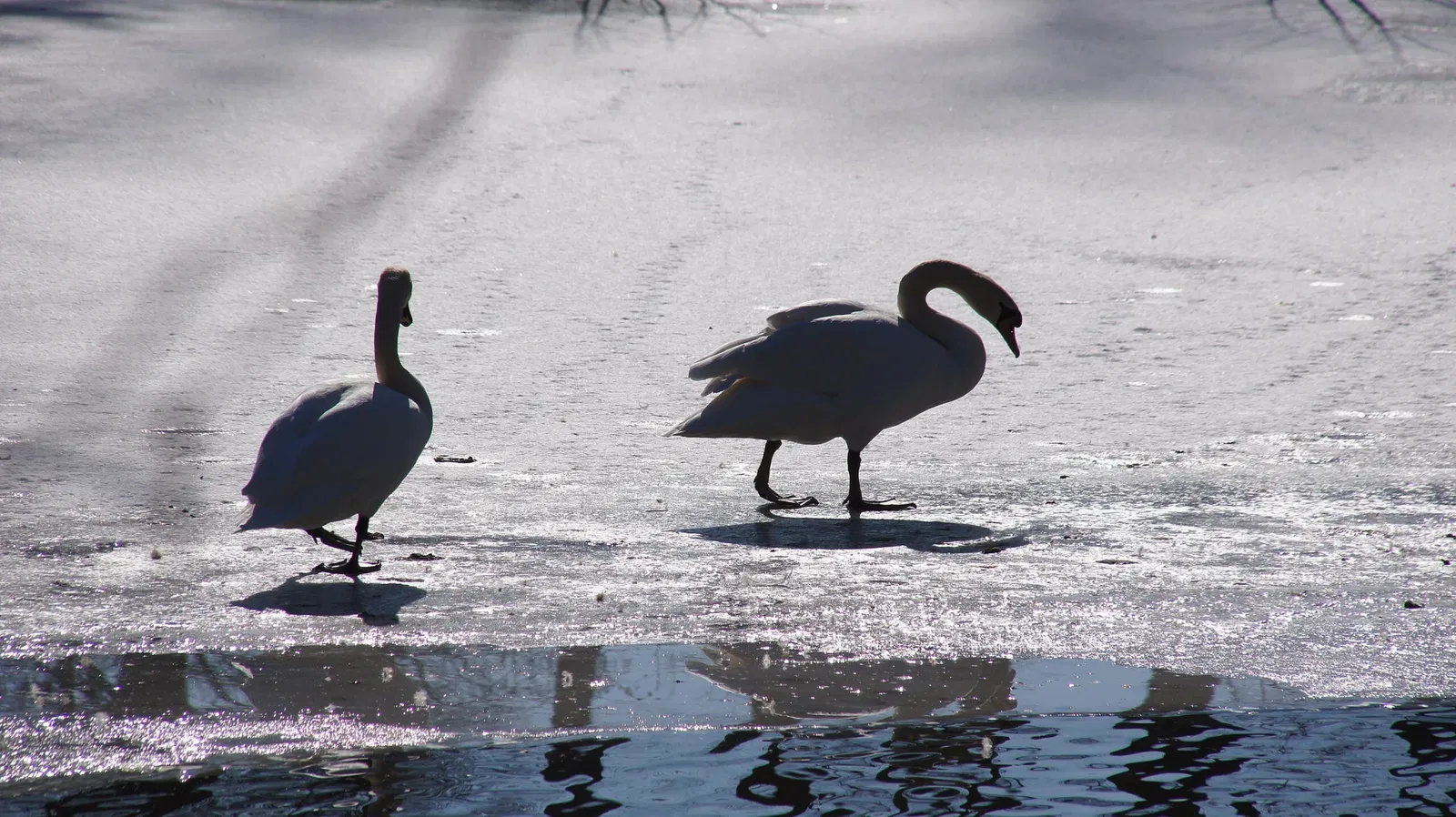 Amerika-Tierpark Limbach-Oberfrohna
