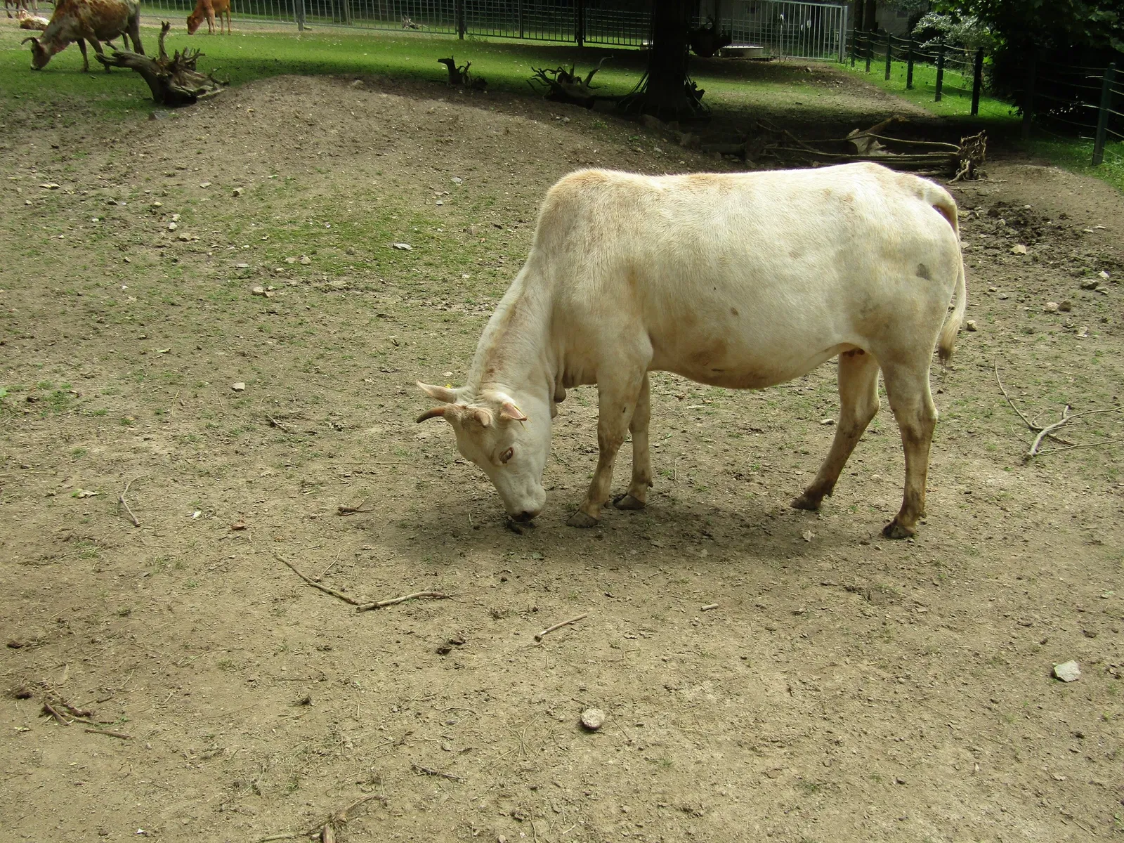 Amerika-Tierpark Limbach-Oberfrohna