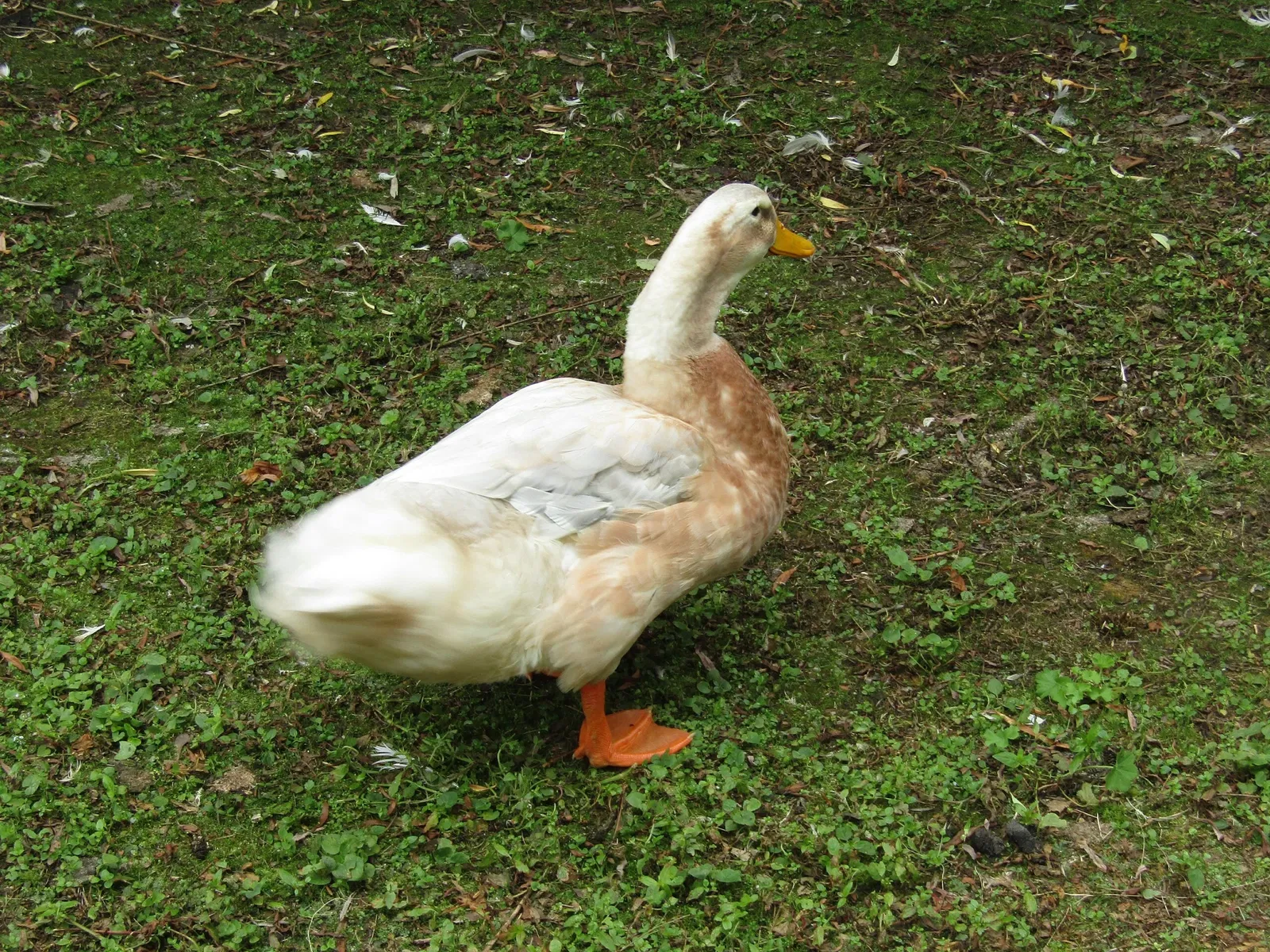 Amerika-Tierpark Limbach-Oberfrohna