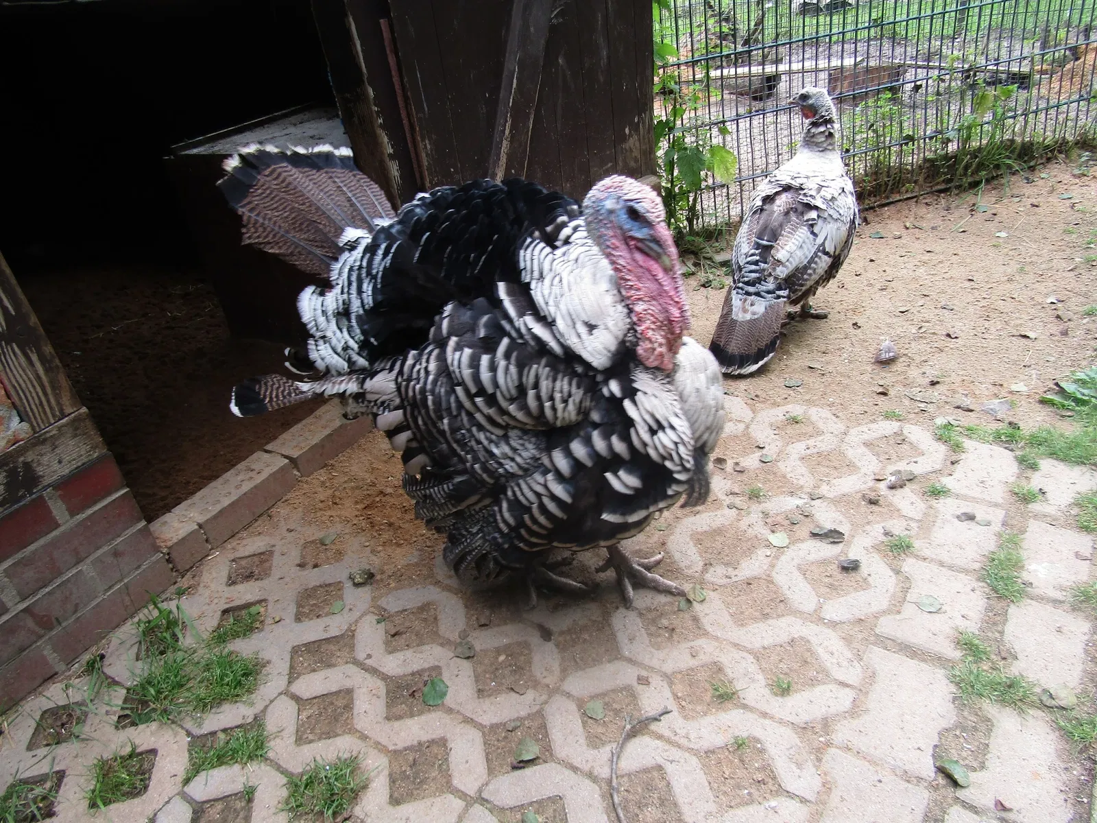 Amerika-Tierpark Limbach-Oberfrohna
