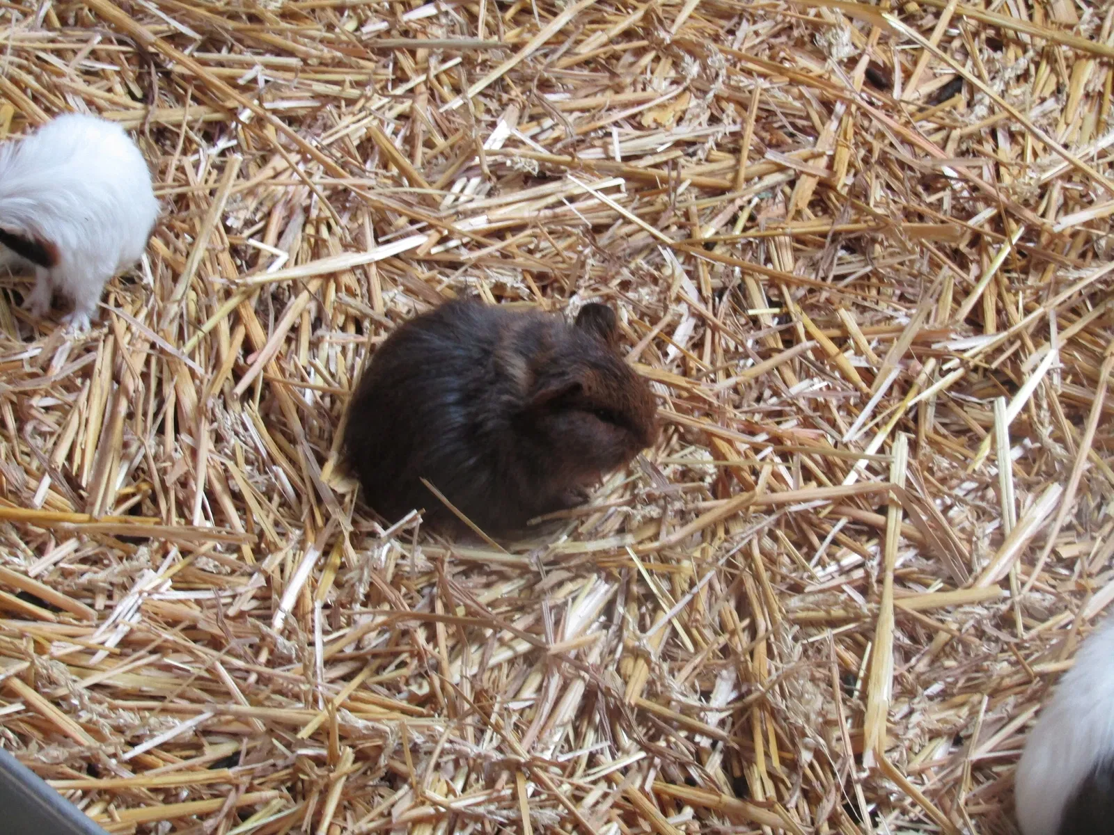 Amerika-Tierpark Limbach-Oberfrohna