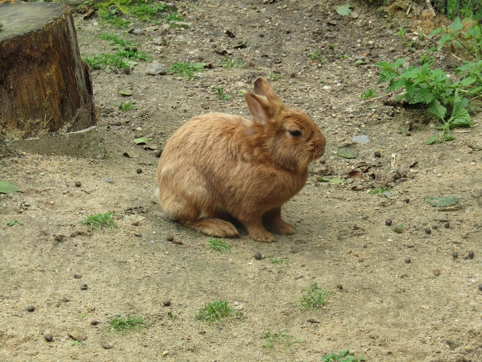 Amerika-Tierpark Limbach-Oberfrohna