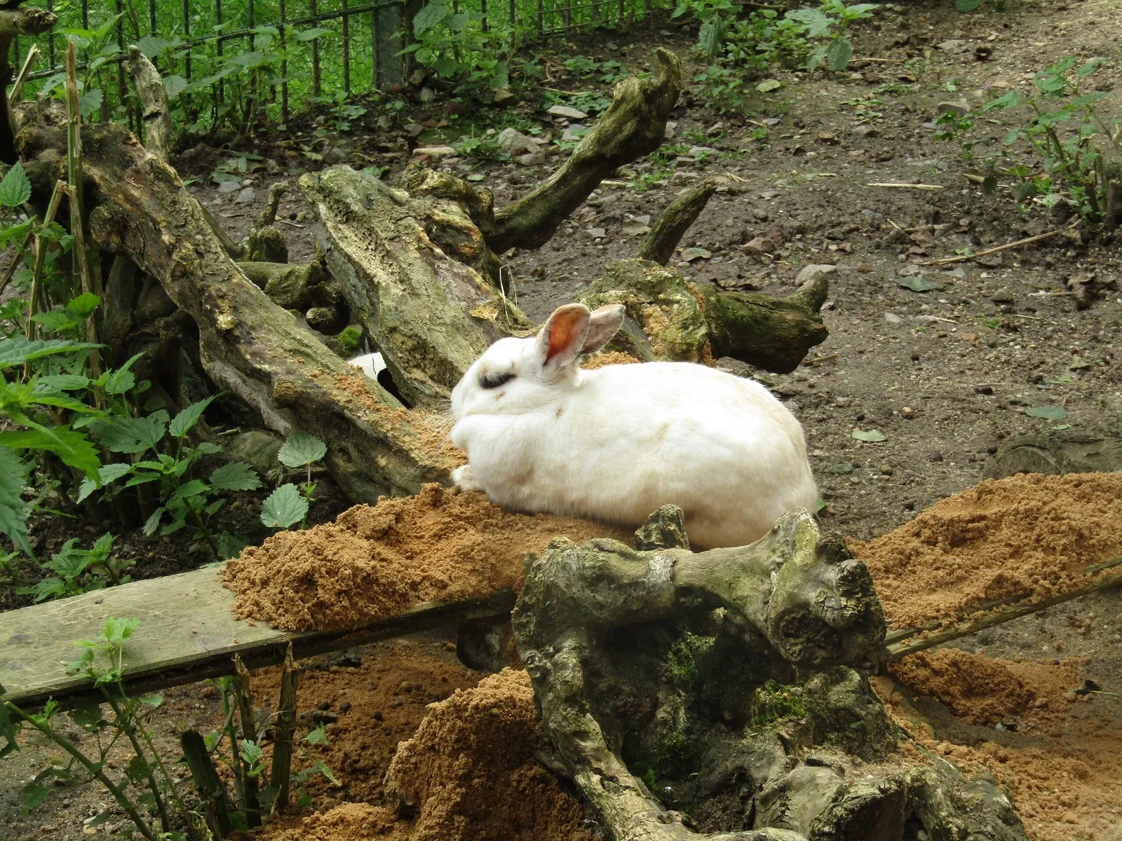 Amerika-Tierpark Limbach-Oberfrohna