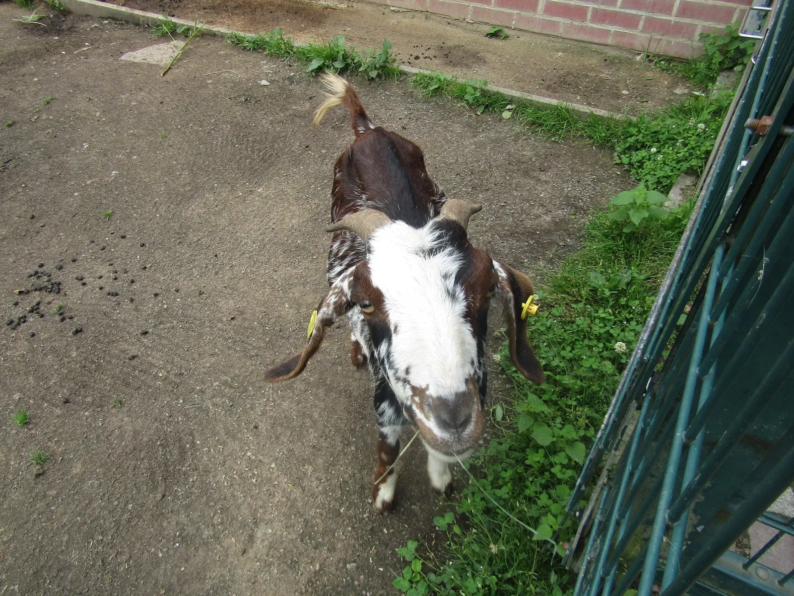 Amerika-Tierpark Limbach-Oberfrohna