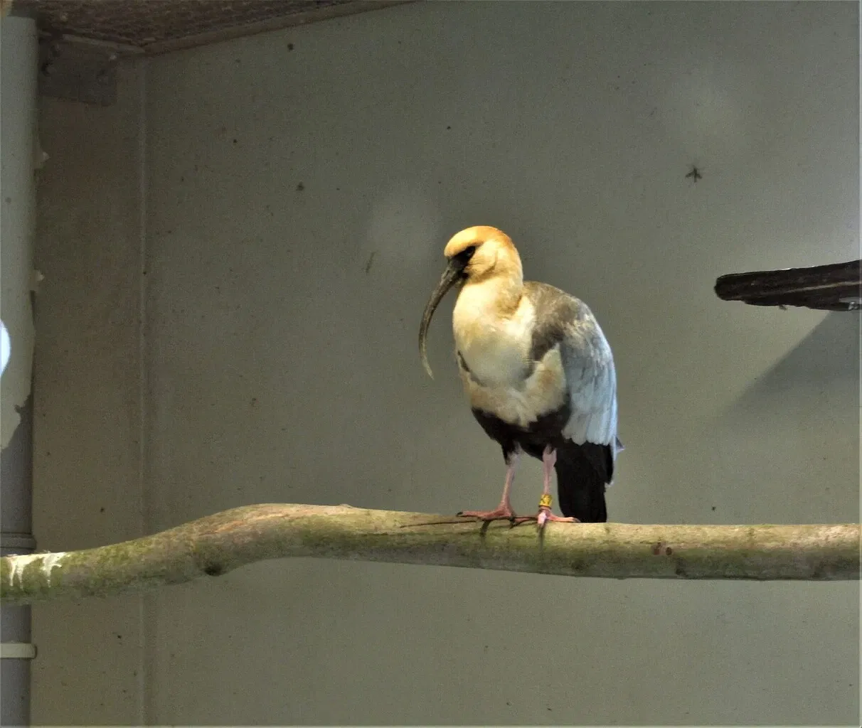 Amerika-Tierpark Limbach-Oberfrohna