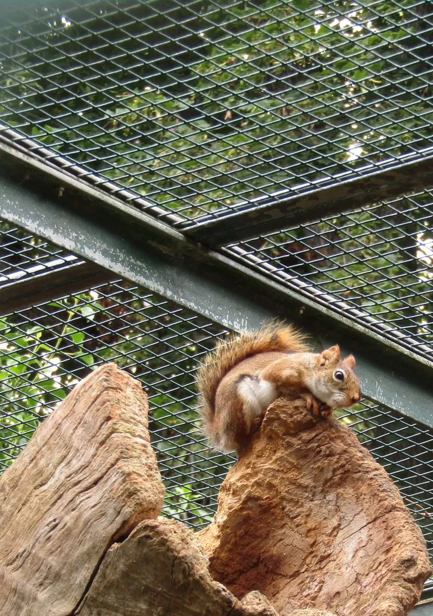 Amerika-Tierpark Limbach-Oberfrohna