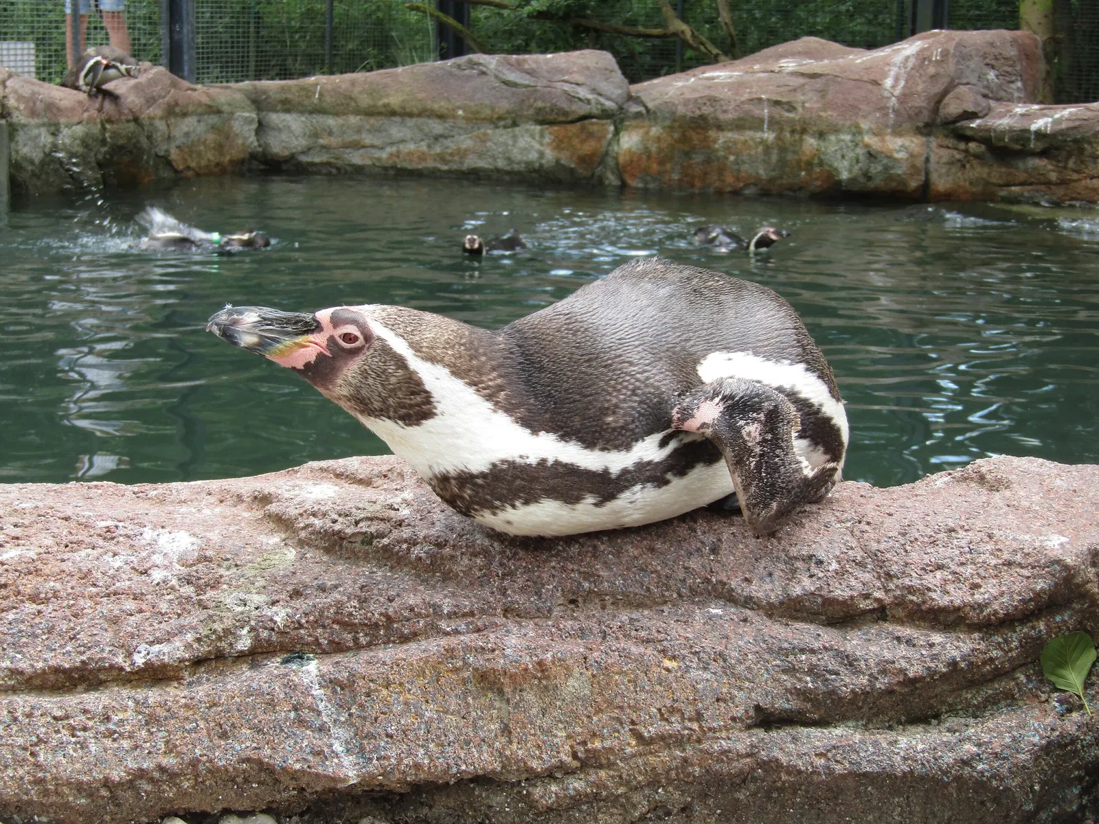 Amerika-Tierpark Limbach-Oberfrohna