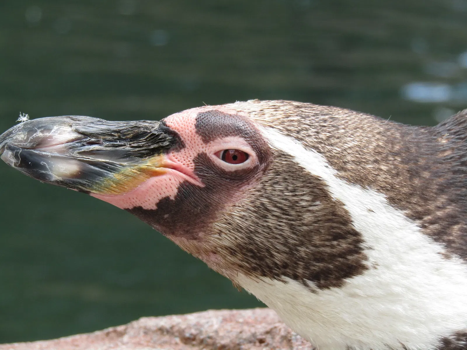 Amerika-Tierpark Limbach-Oberfrohna