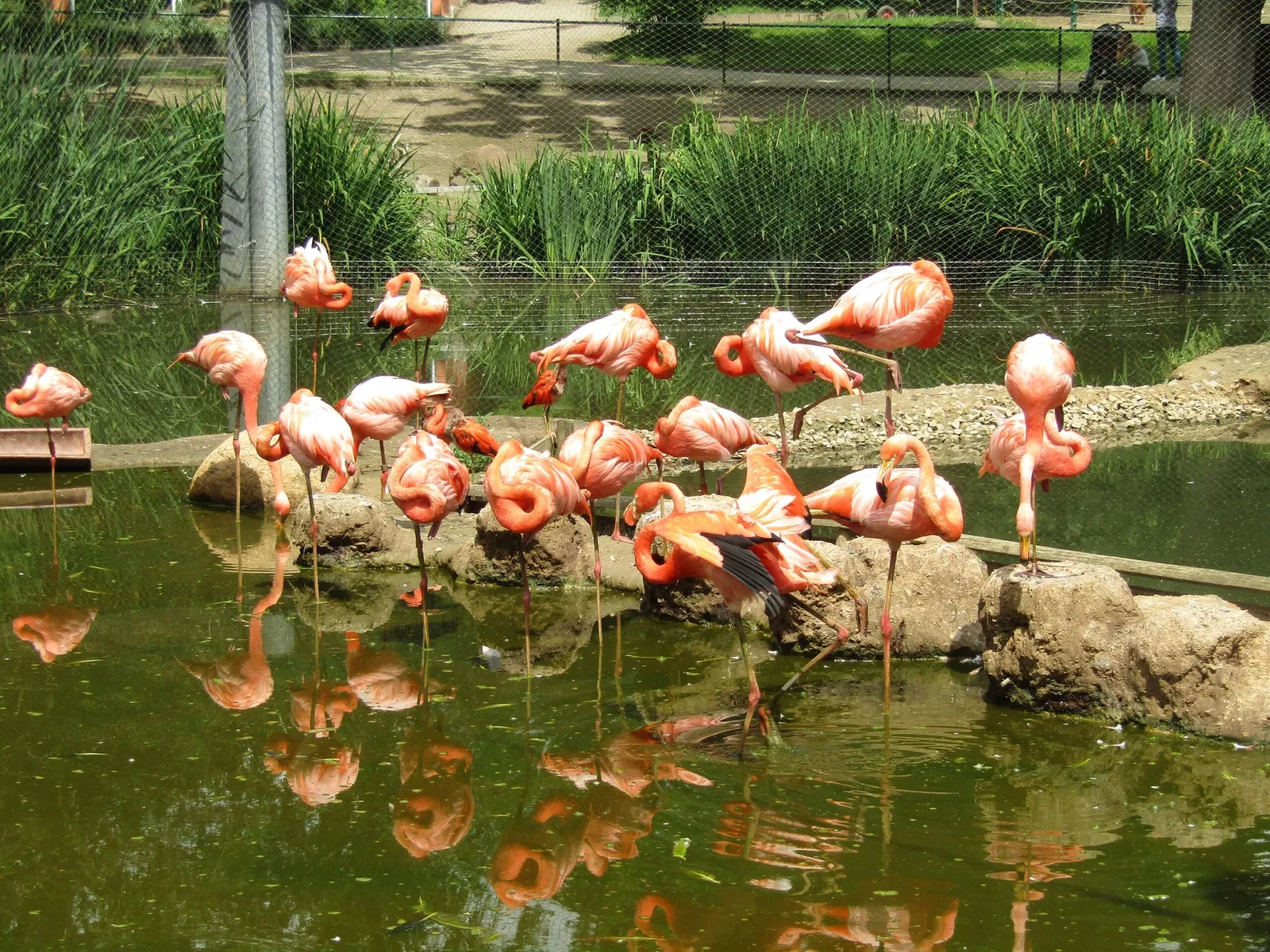 Amerika-Tierpark Limbach-Oberfrohna
