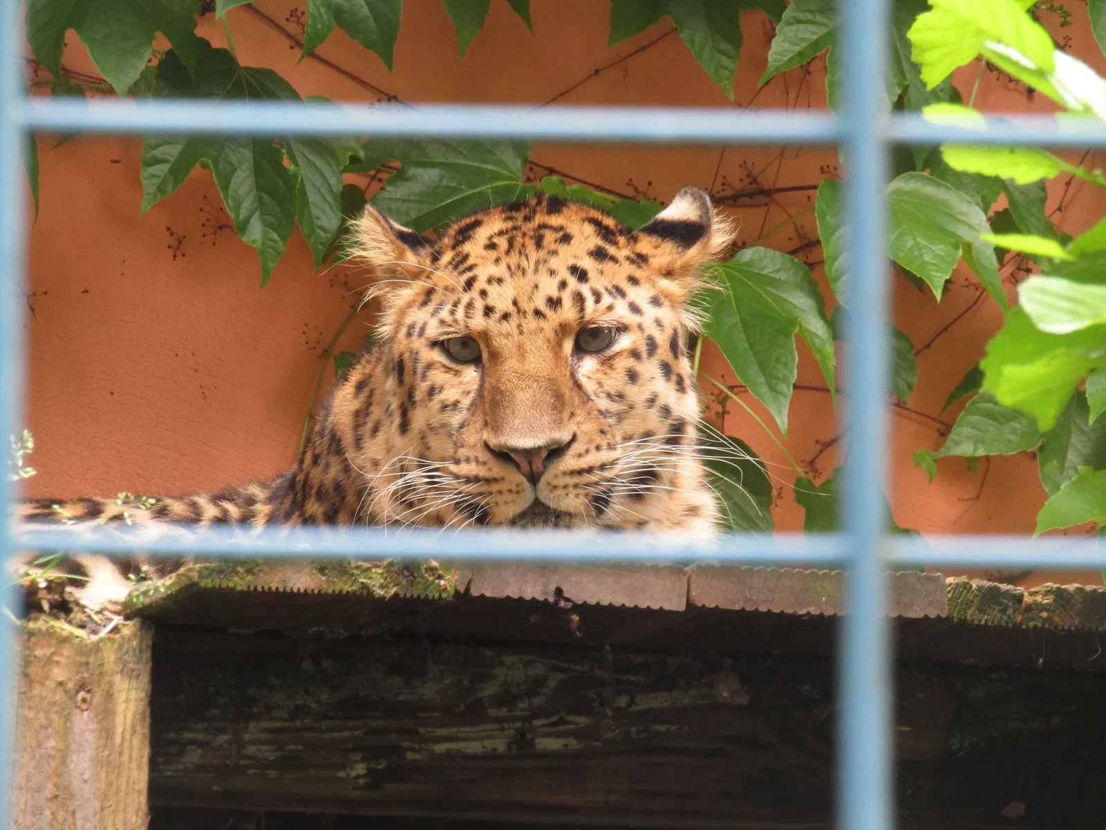 Amerika-Tierpark Limbach-Oberfrohna