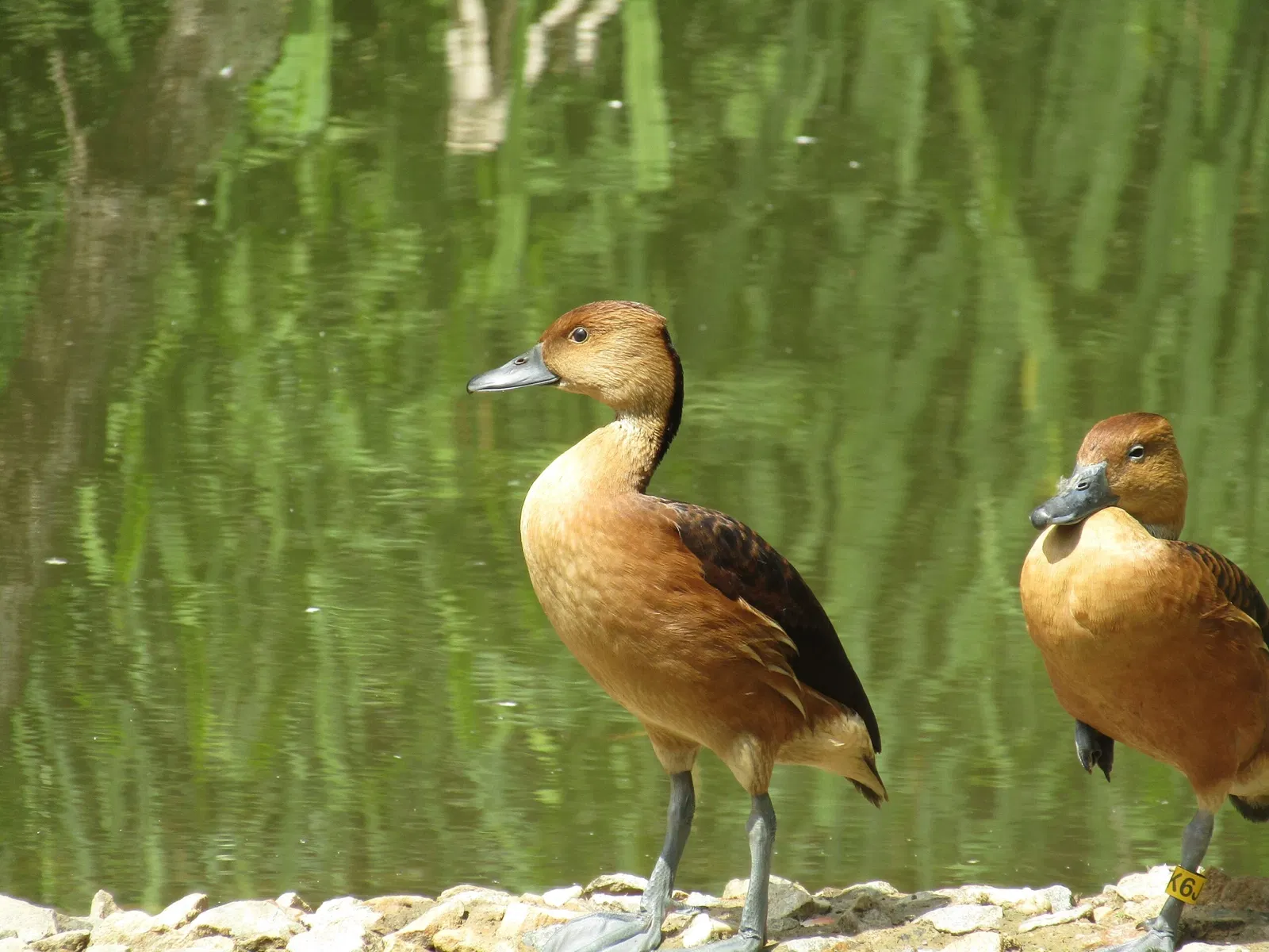 Amerika-Tierpark Limbach-Oberfrohna