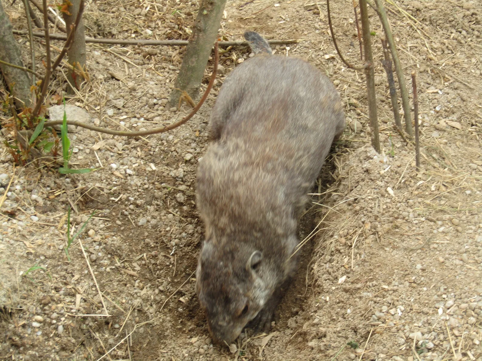 Amerika-Tierpark Limbach-Oberfrohna