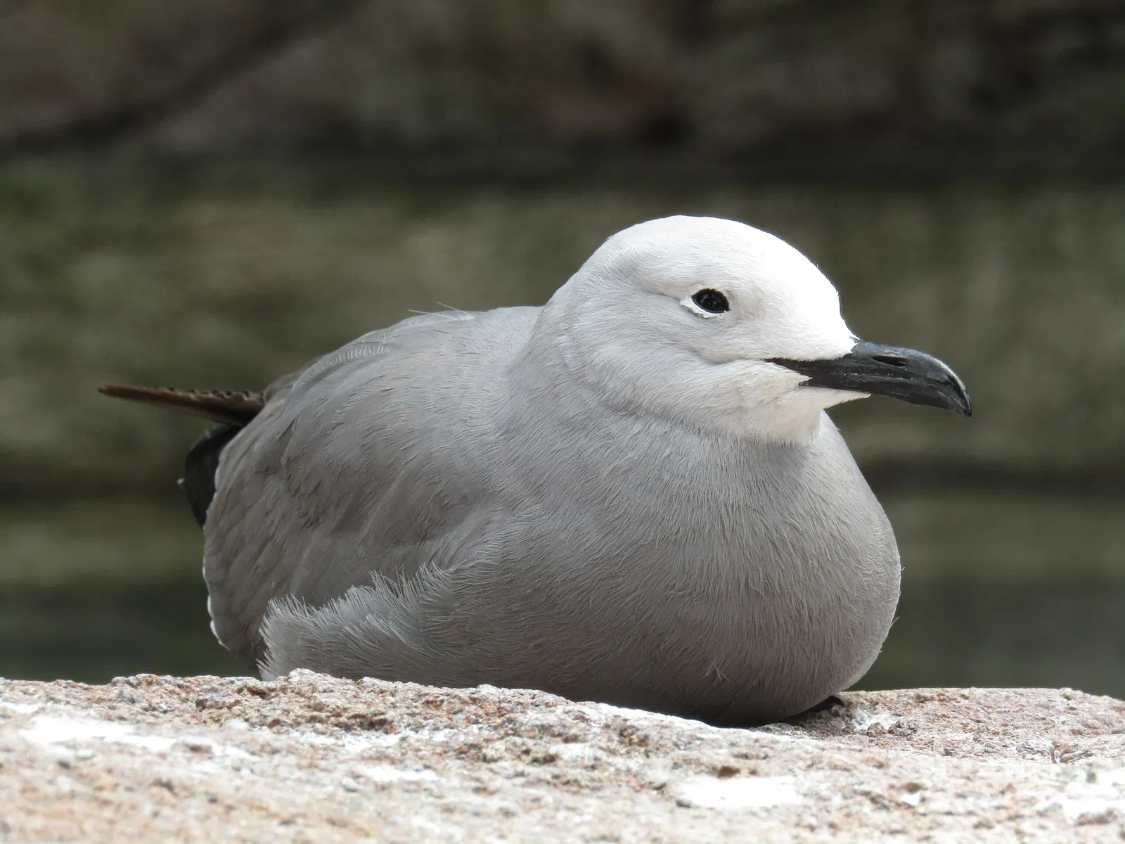 Amerika-Tierpark Limbach-Oberfrohna