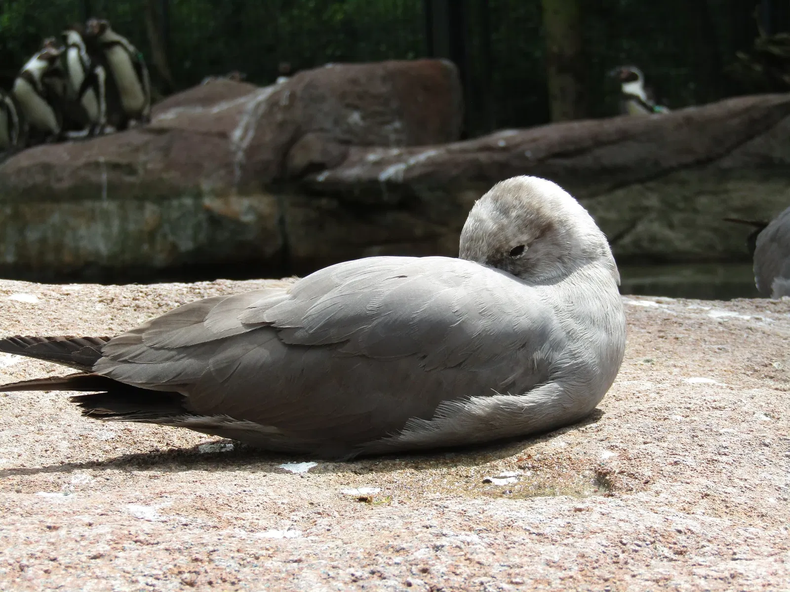 Amerika-Tierpark Limbach-Oberfrohna