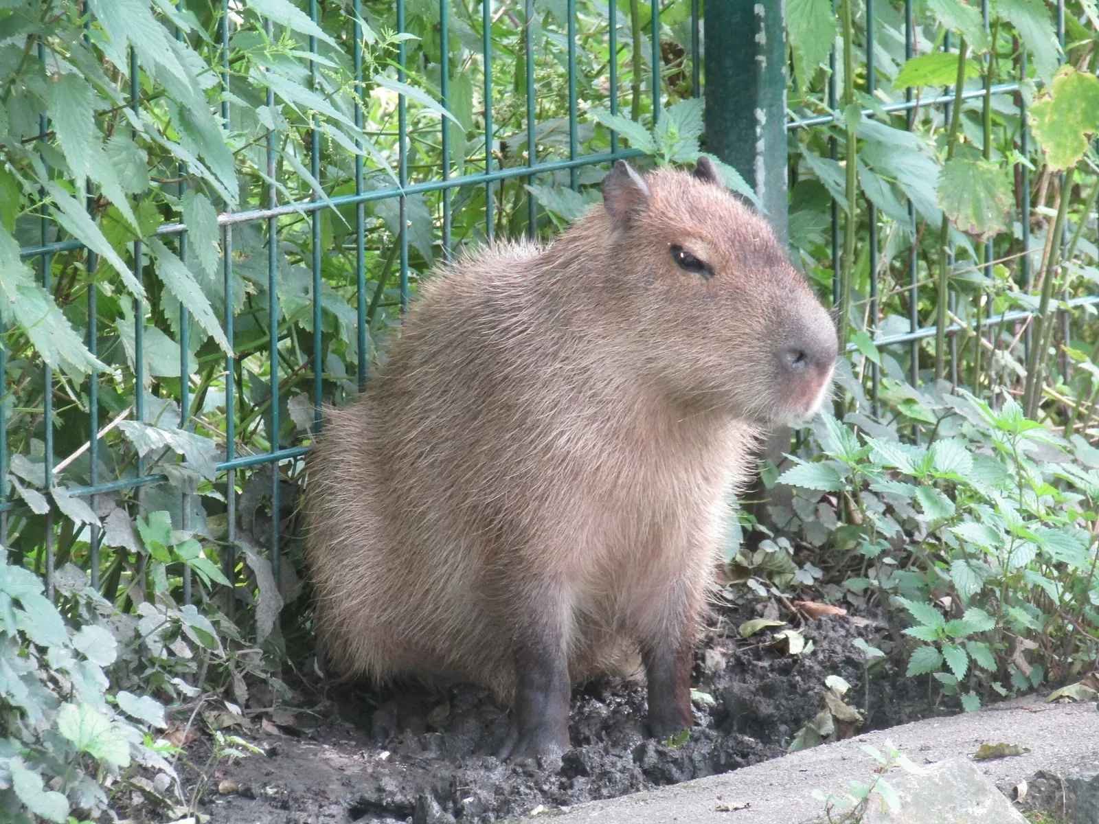 Amerika-Tierpark Limbach-Oberfrohna