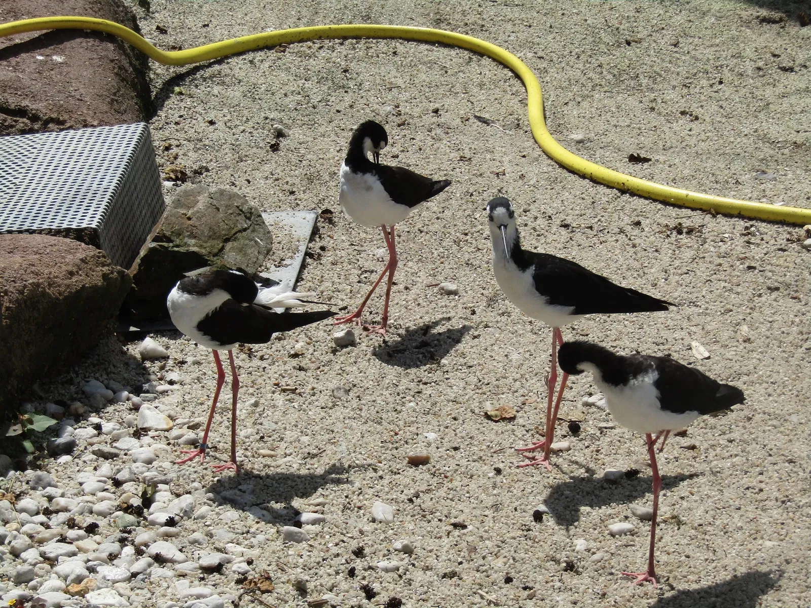 Amerika-Tierpark Limbach-Oberfrohna
