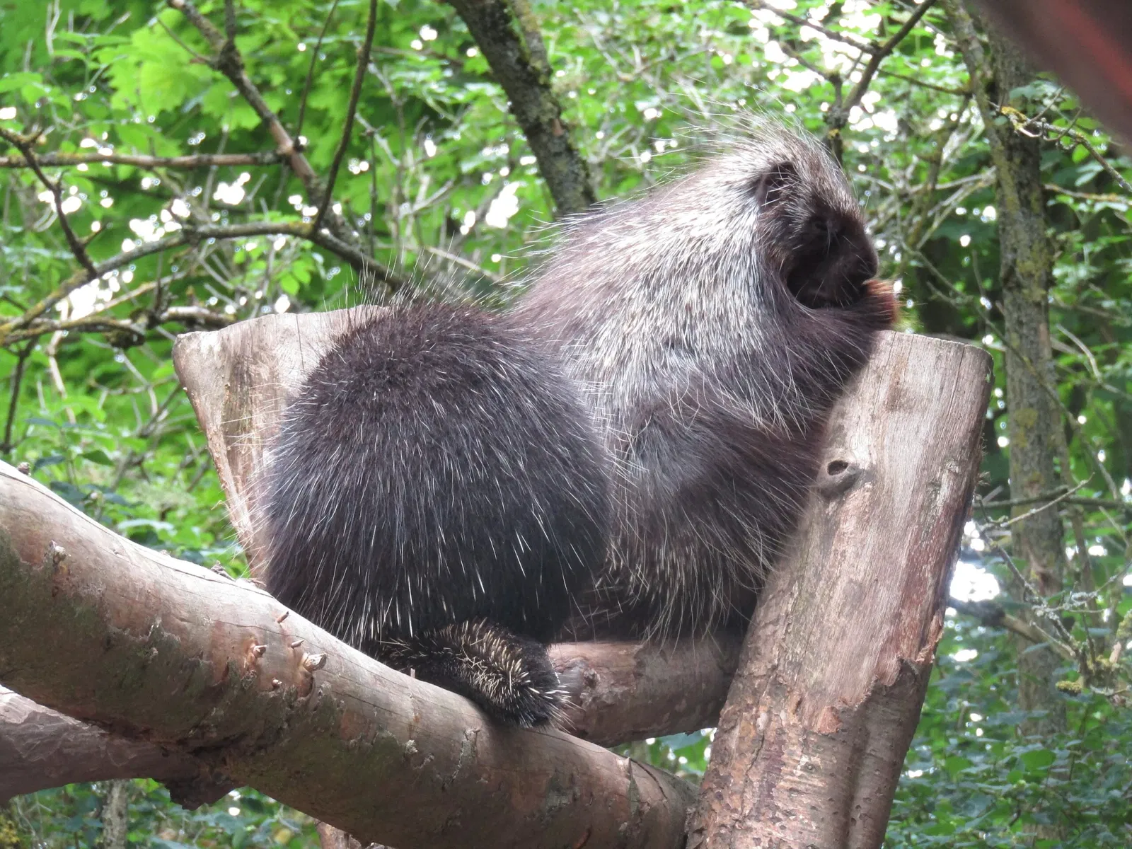 Amerika-Tierpark Limbach-Oberfrohna