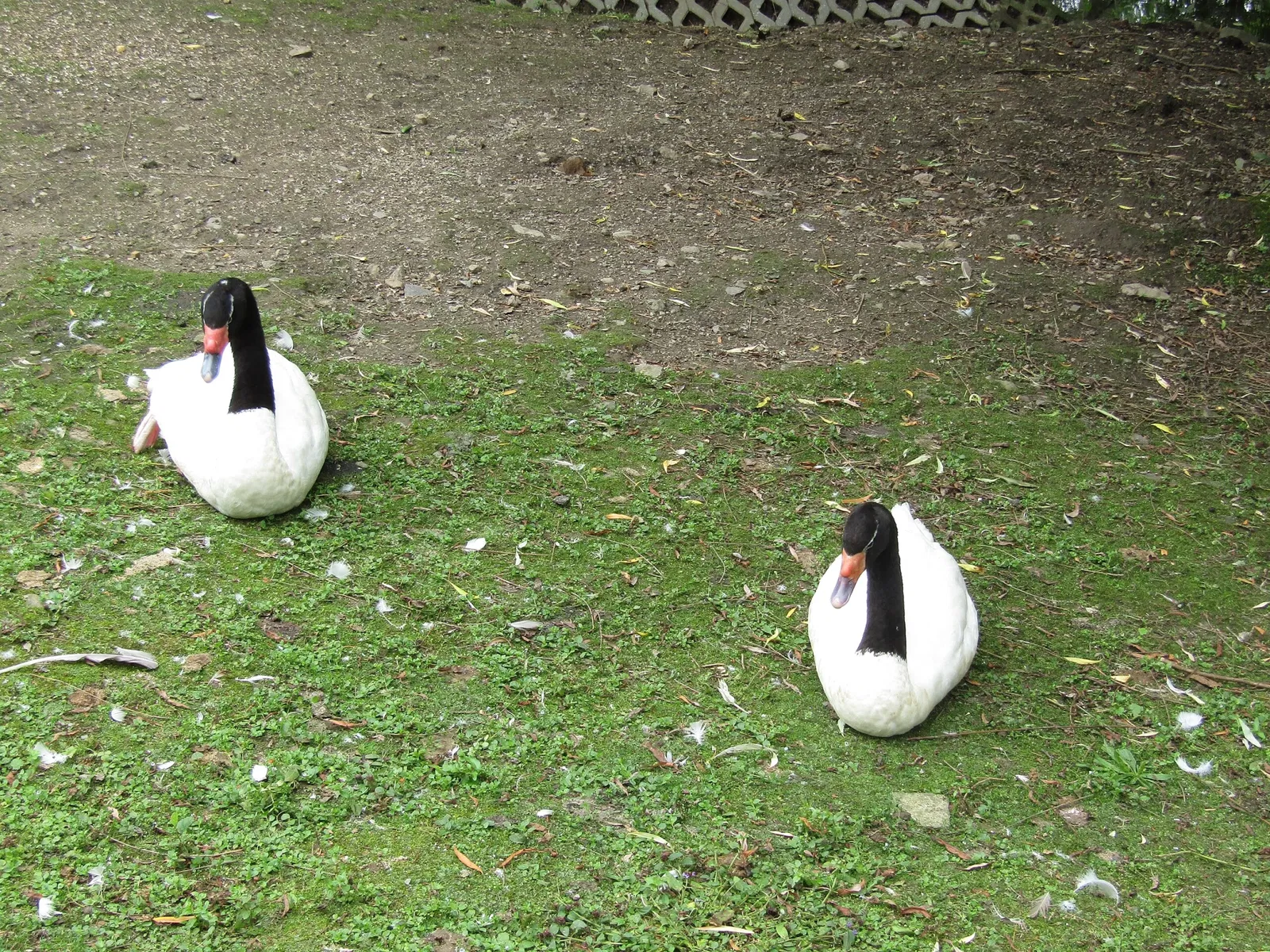 Amerika-Tierpark Limbach-Oberfrohna