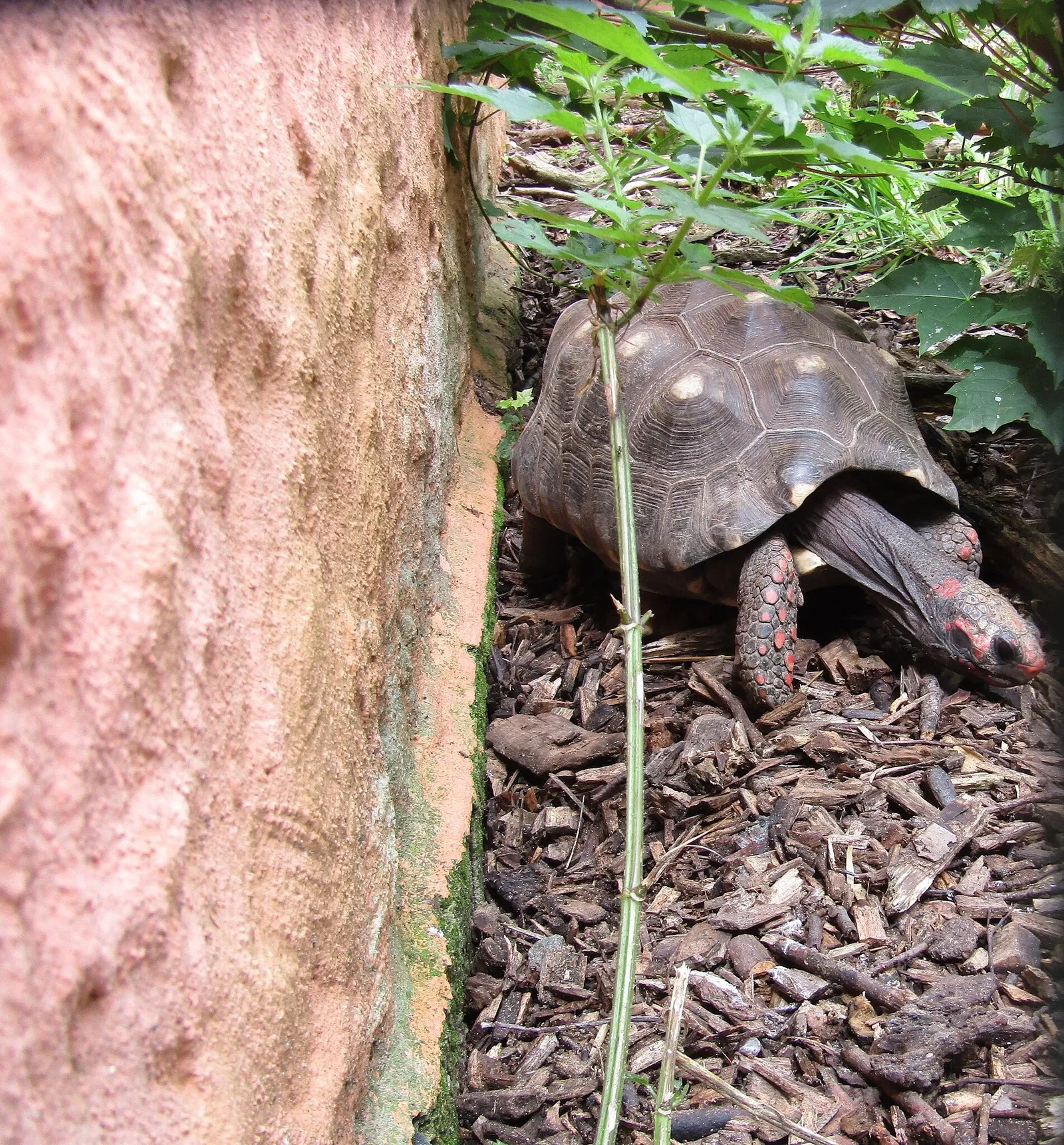 Amerika-Tierpark Limbach-Oberfrohna