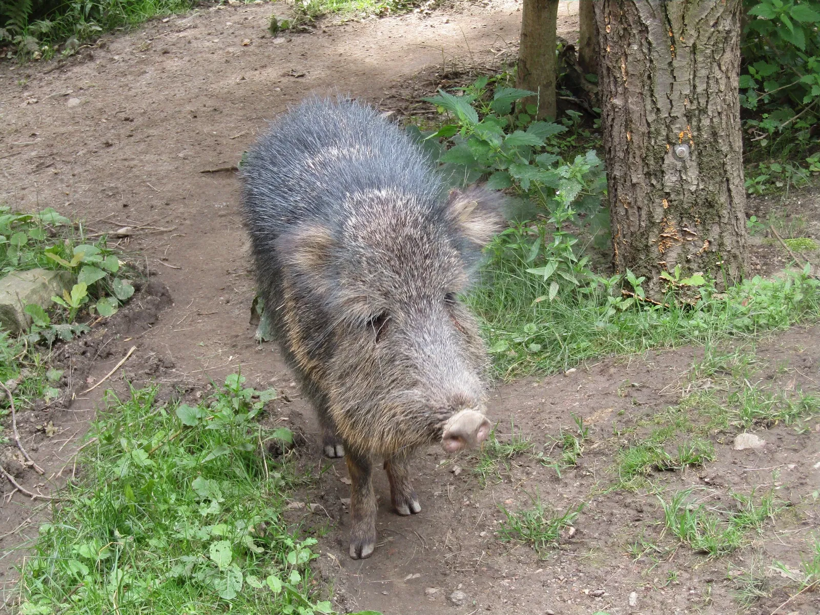 Amerika-Tierpark Limbach-Oberfrohna