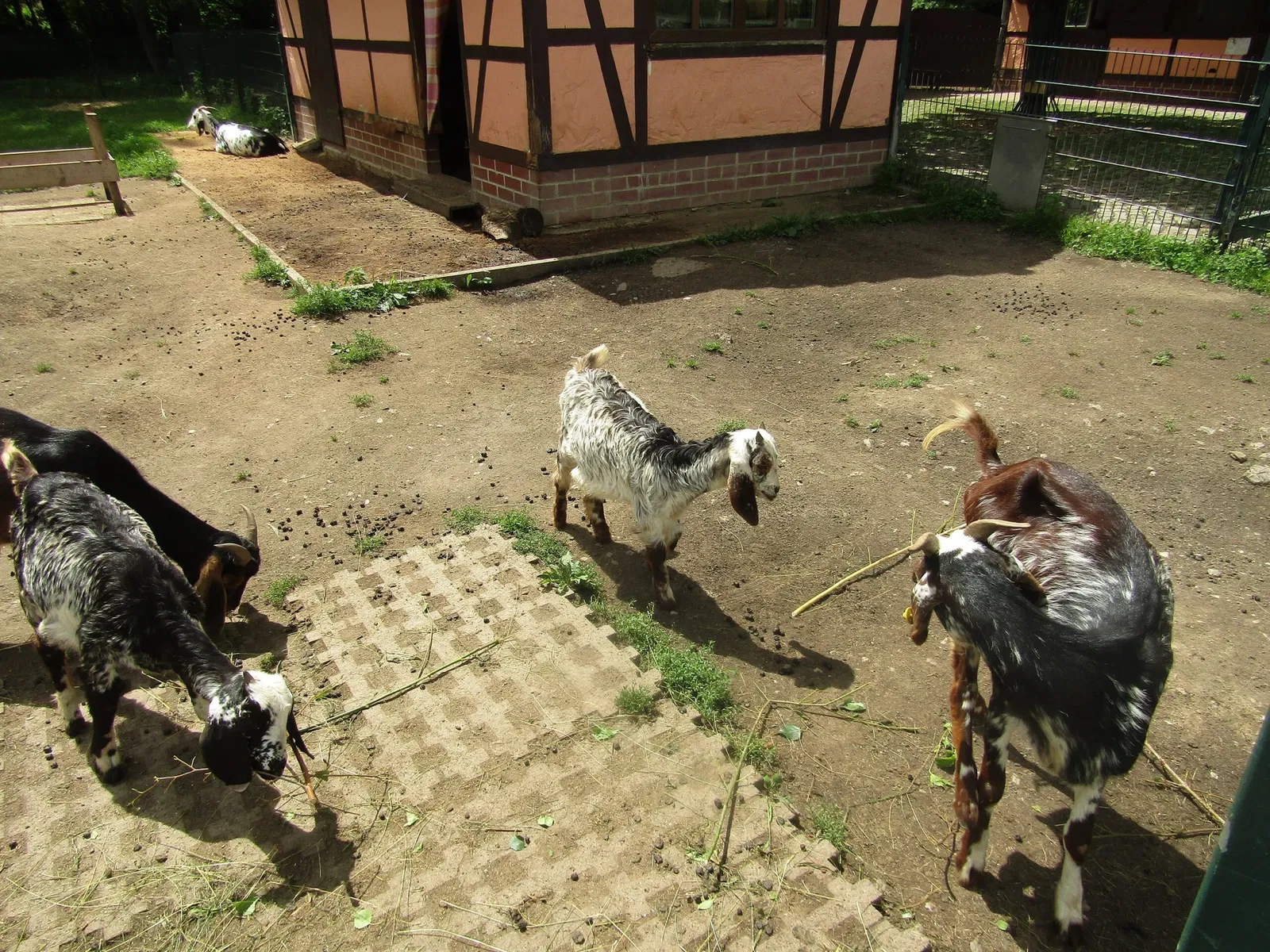 Amerika-Tierpark Limbach-Oberfrohna