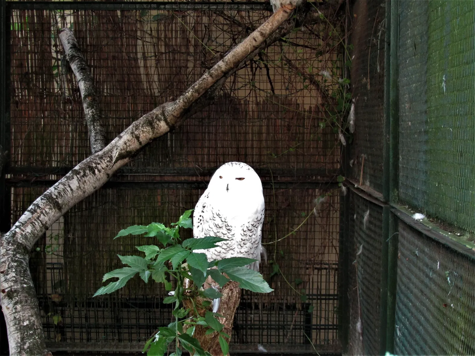 Amerika-Tierpark Limbach-Oberfrohna
