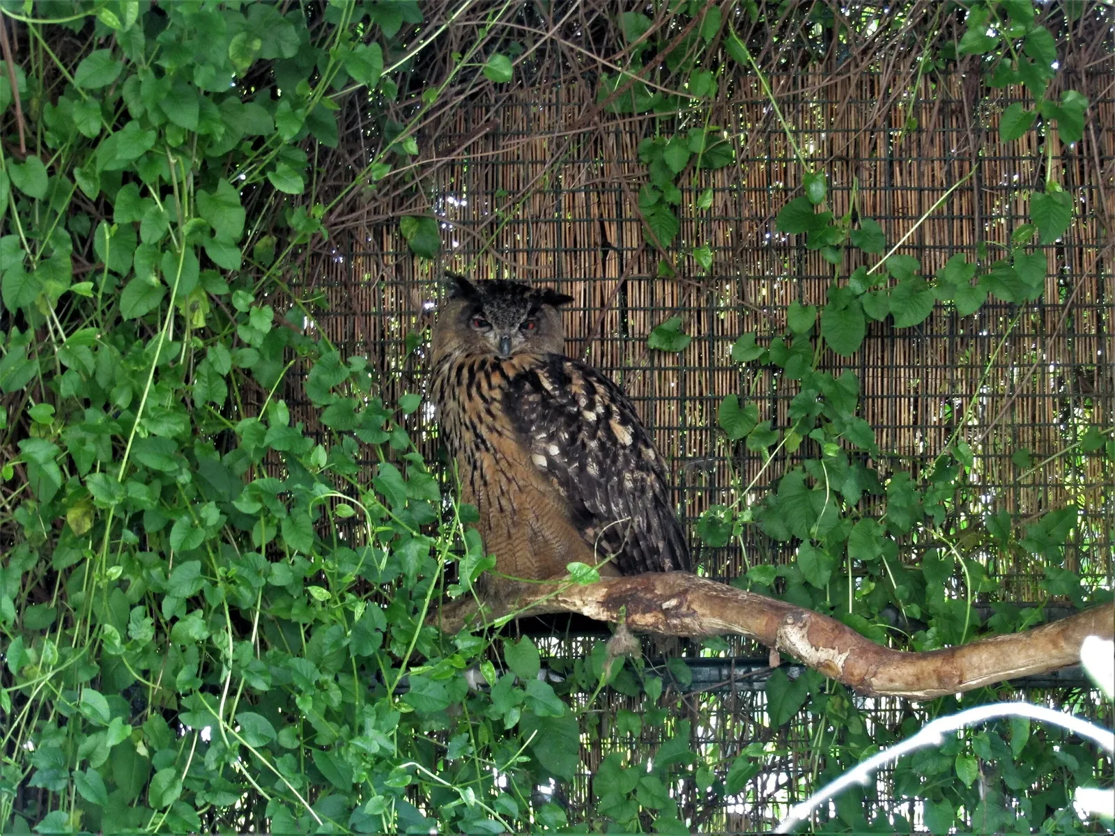 Amerika-Tierpark Limbach-Oberfrohna