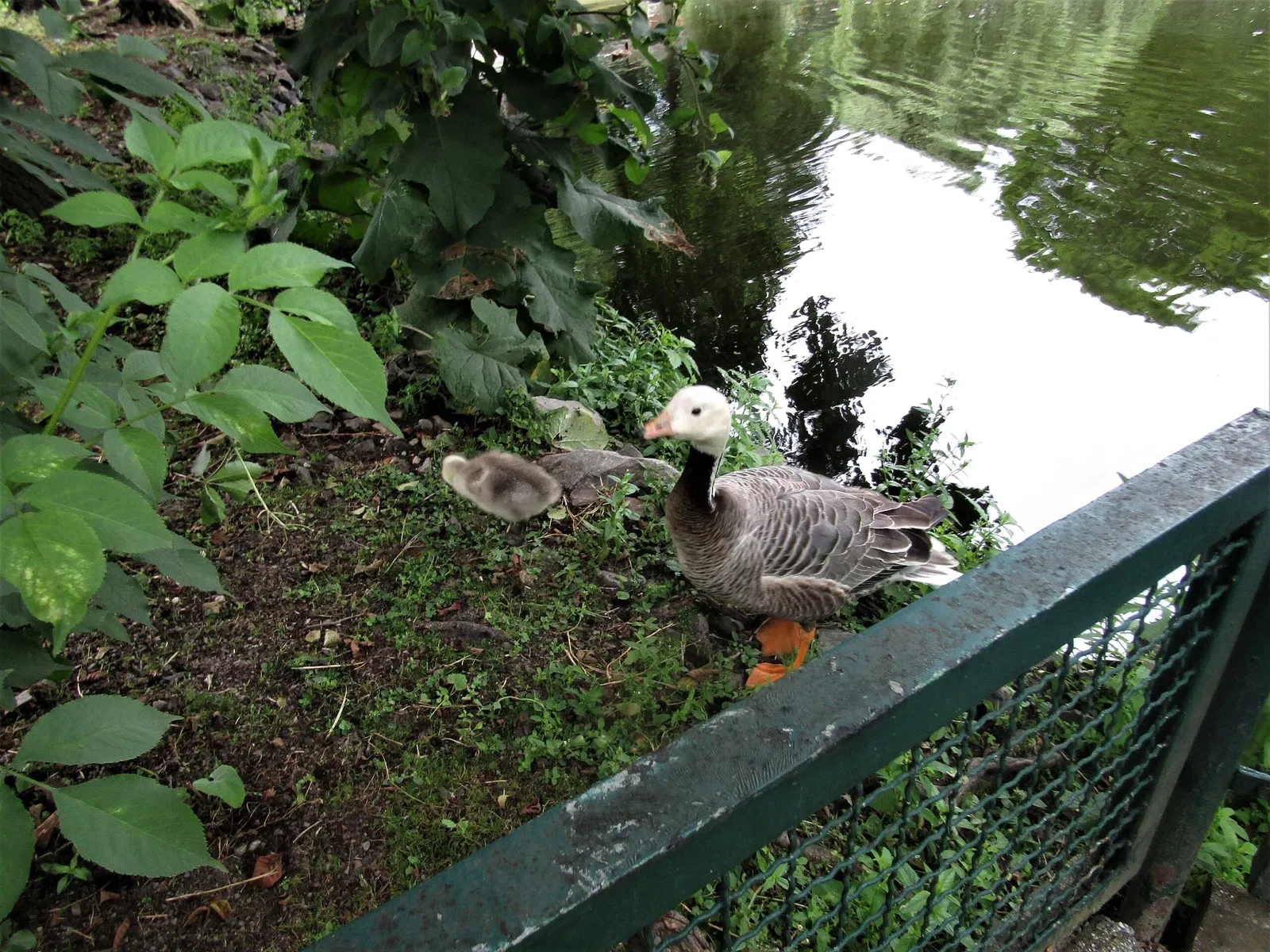 Amerika-Tierpark Limbach-Oberfrohna