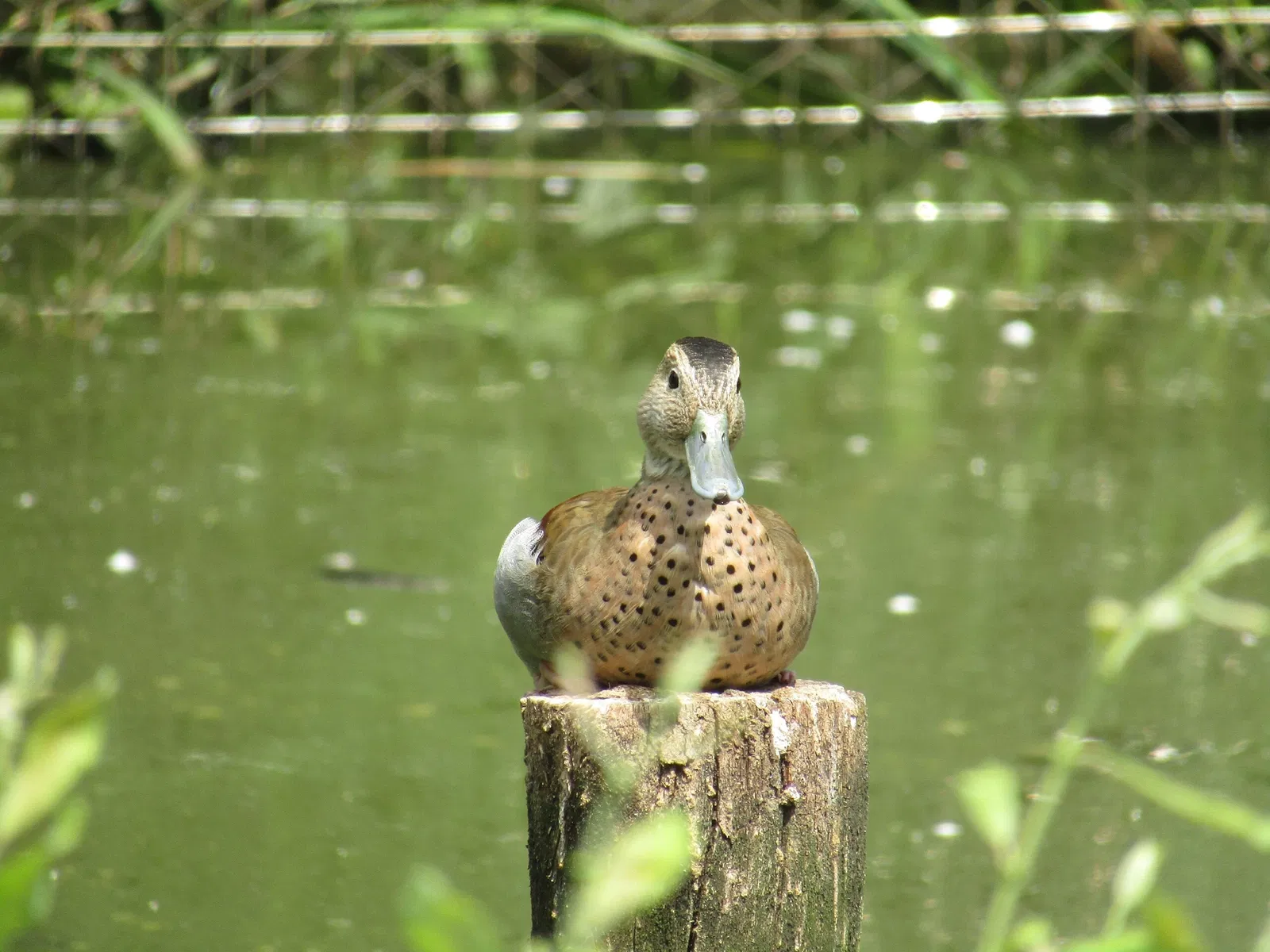 Amerika-Tierpark Limbach-Oberfrohna