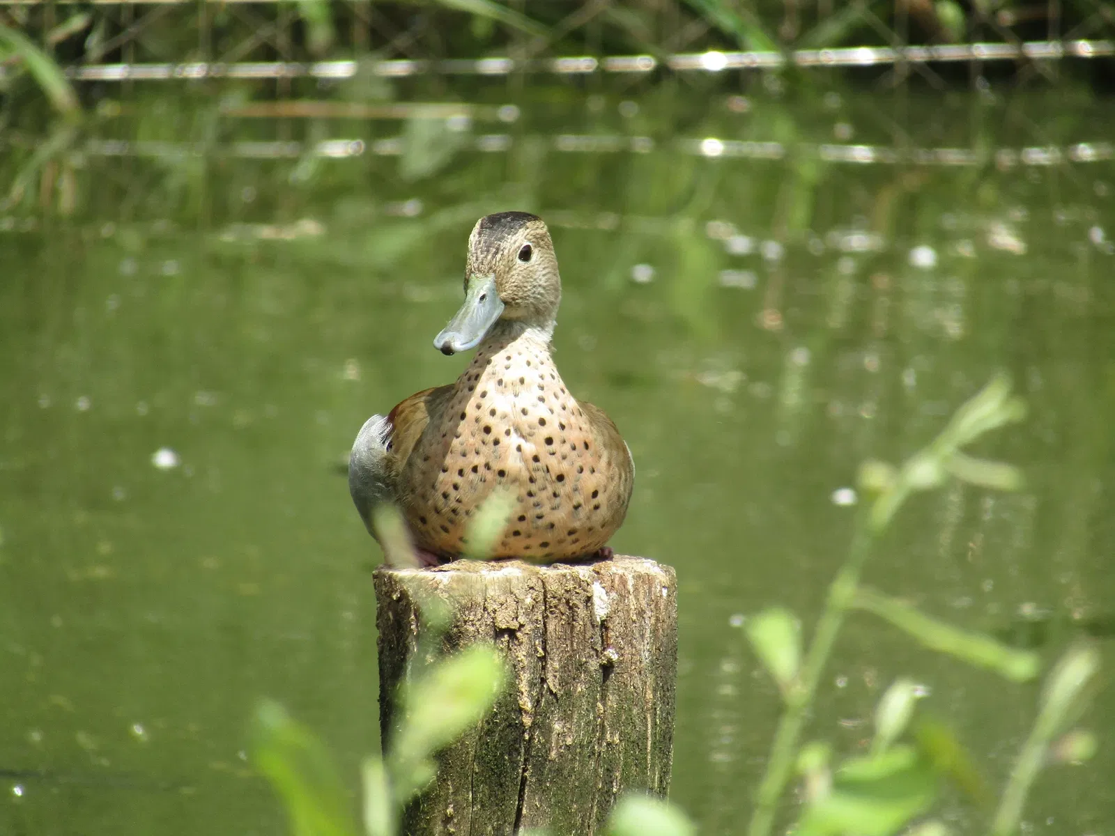 Amerika-Tierpark Limbach-Oberfrohna