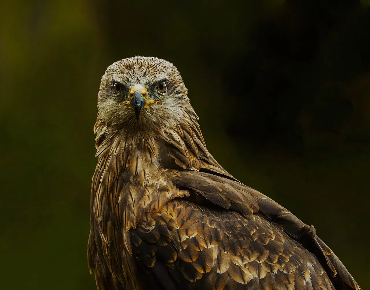 Kurpfalz-Park Wachenheim