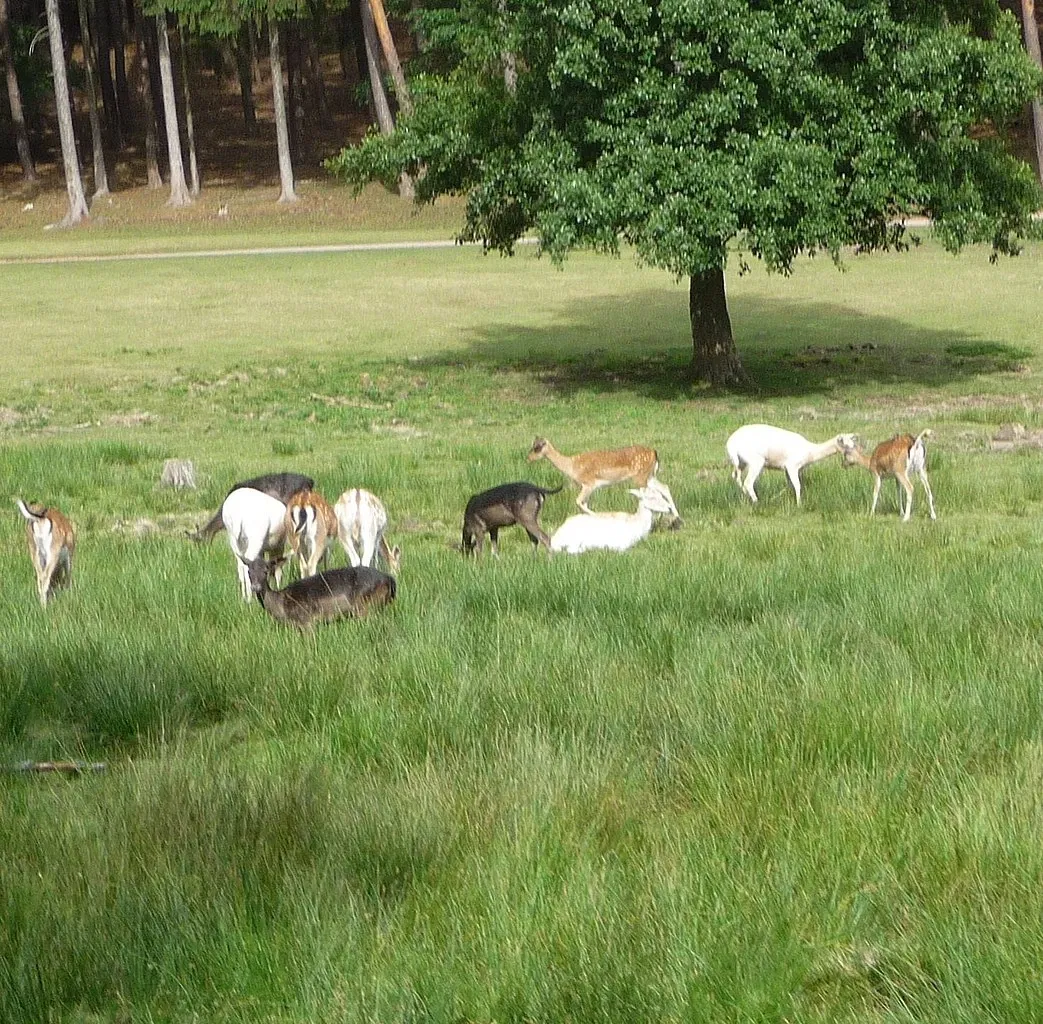 Kurpfalz-Park Wachenheim