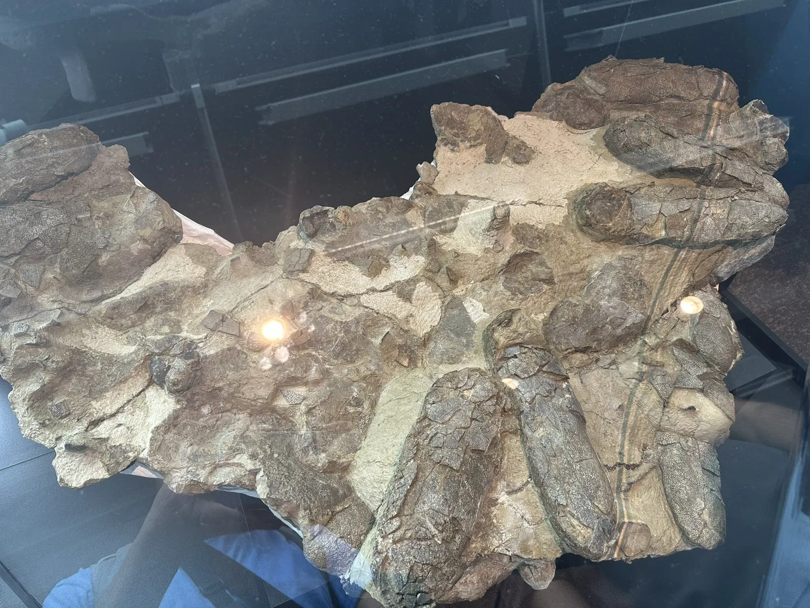 North Carolina Museum of Natural Sciences