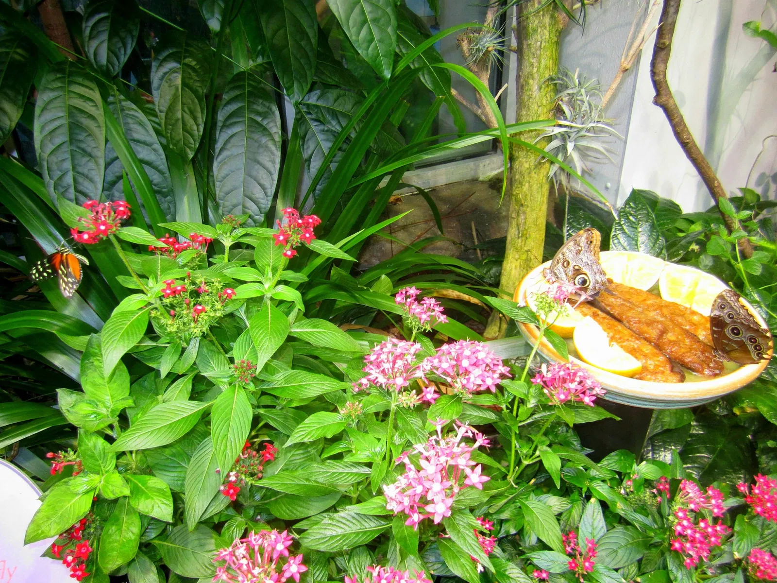 Musée des sciences naturelles de Caroline du Nord