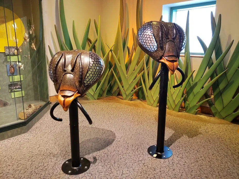 Musée des sciences naturelles de Caroline du Nord