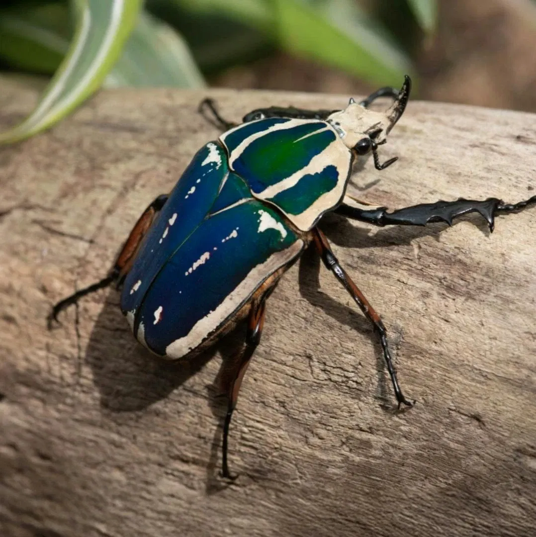 La vida de los bichos: Historias de invertebrados en los bosques africanos