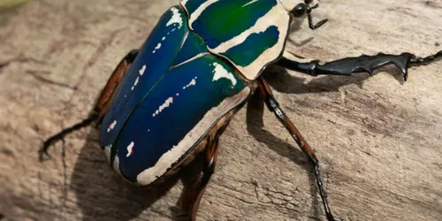 La vie des insectes : Histoires d'invertébrés dans les forêts africaines