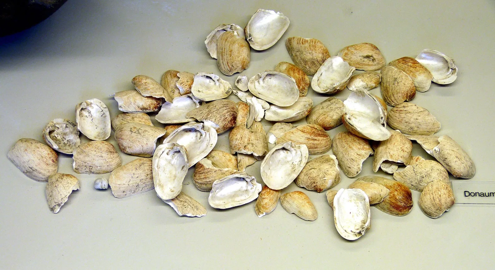 Archäologisches Museum