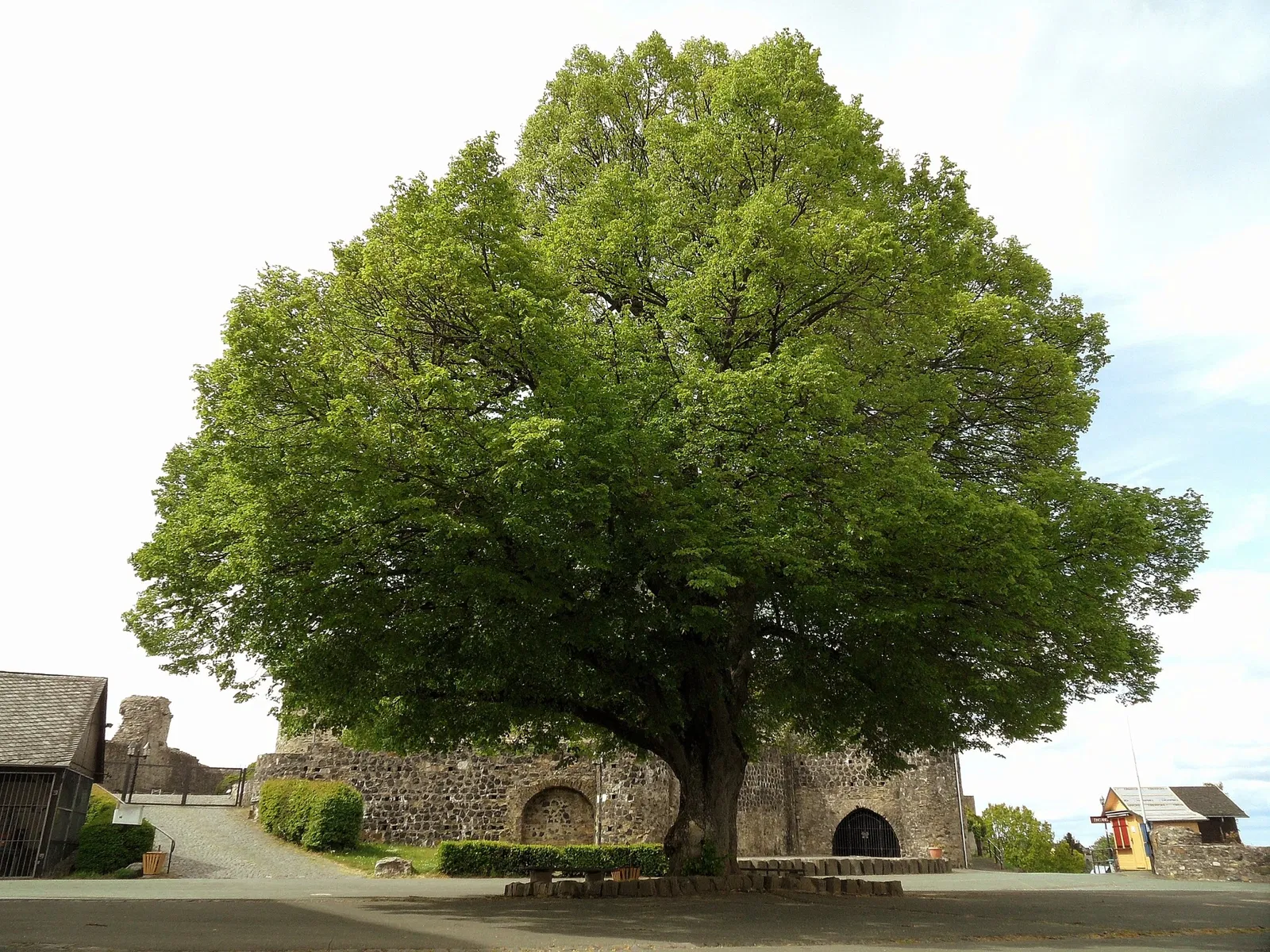 Greifenstein Castle (Hesse)