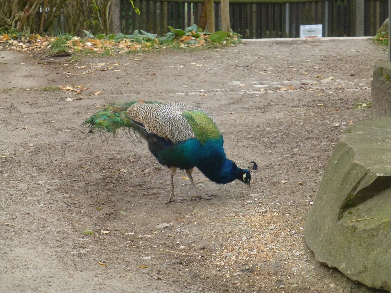 Alternativer Bärenpark Worbis