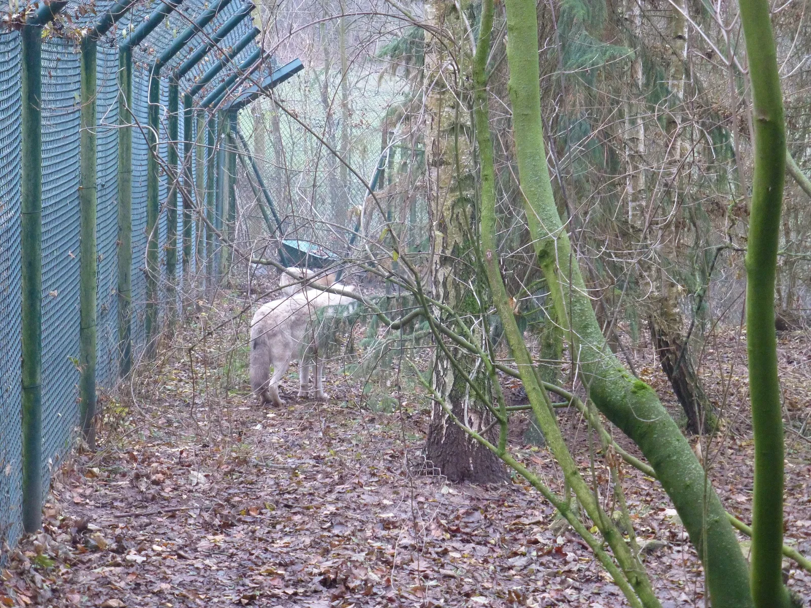 Alternativer Bärenpark Worbis