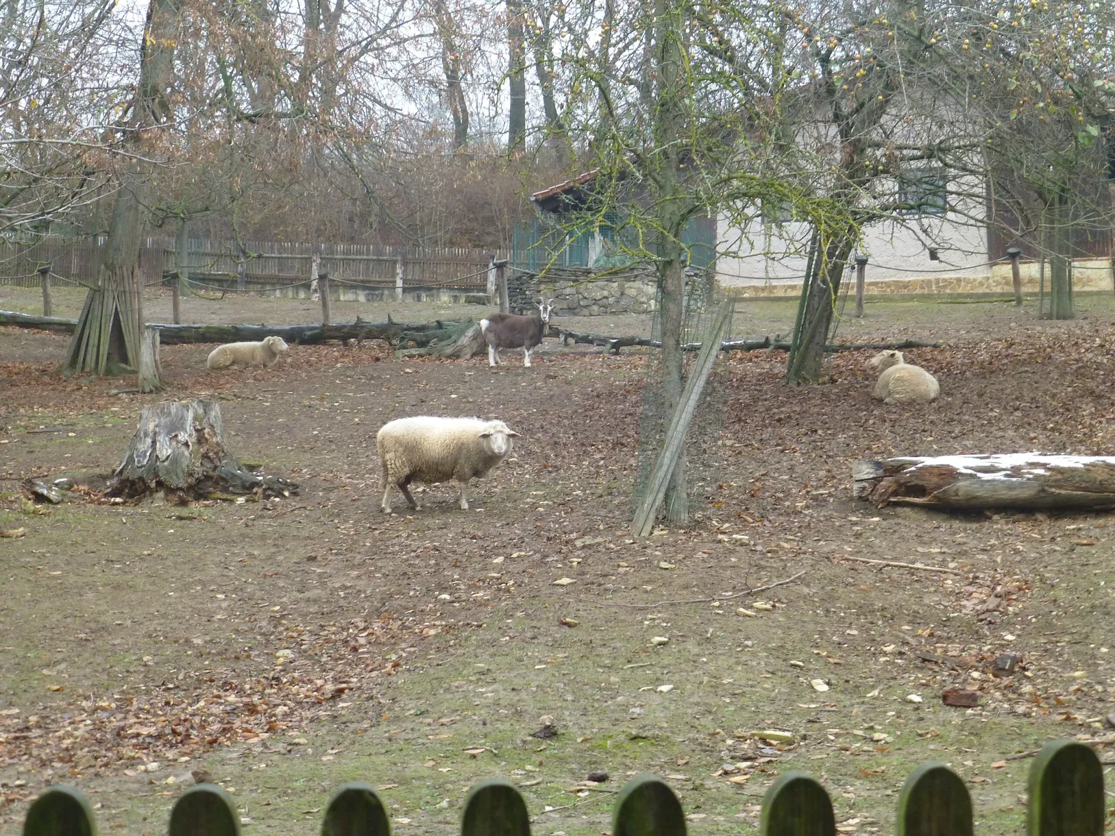 Alternativer Bärenpark Worbis