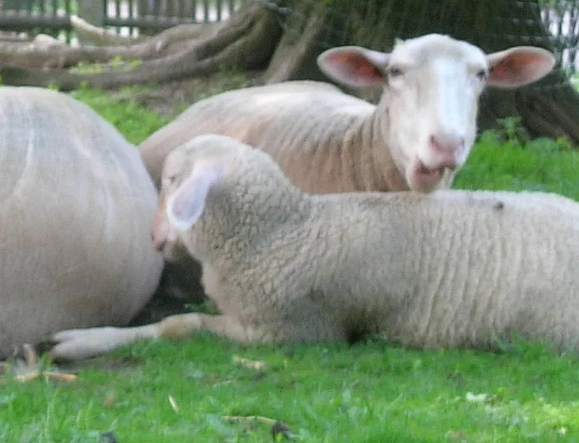 Alternativer Bärenpark Worbis