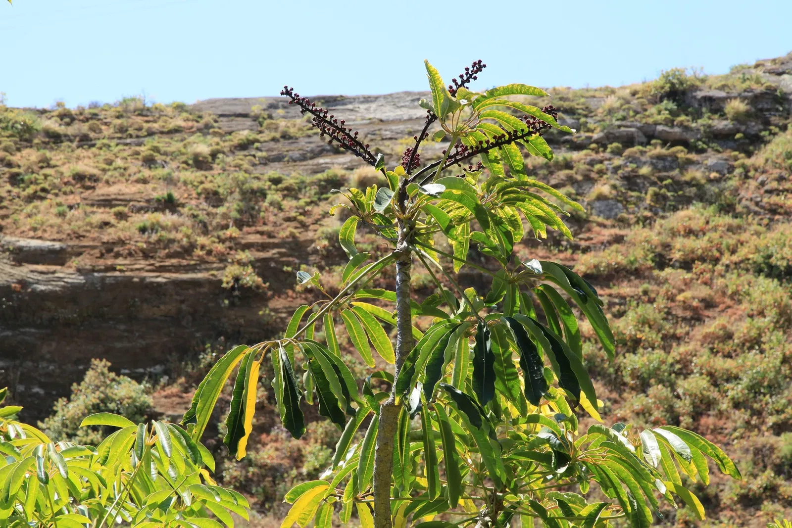 Maroparque Isla de La Palma