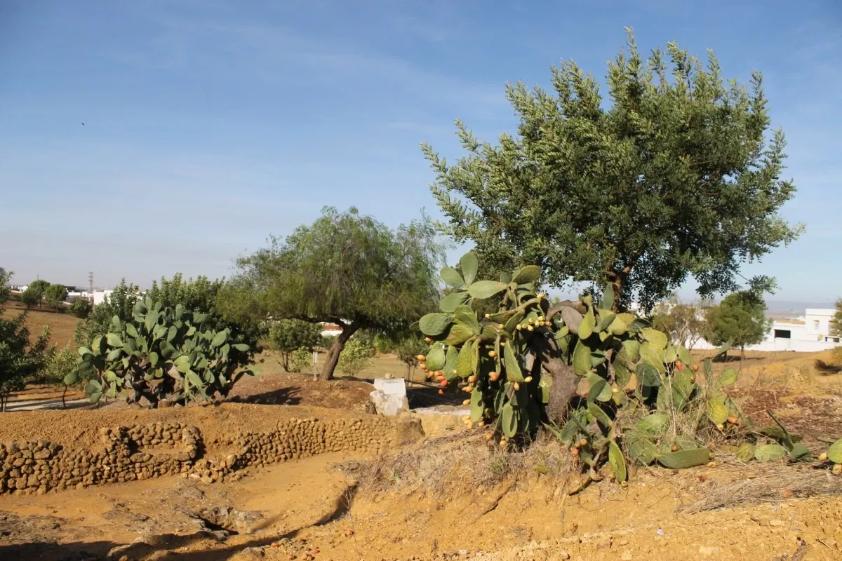 Roman Necropolis of Carmona