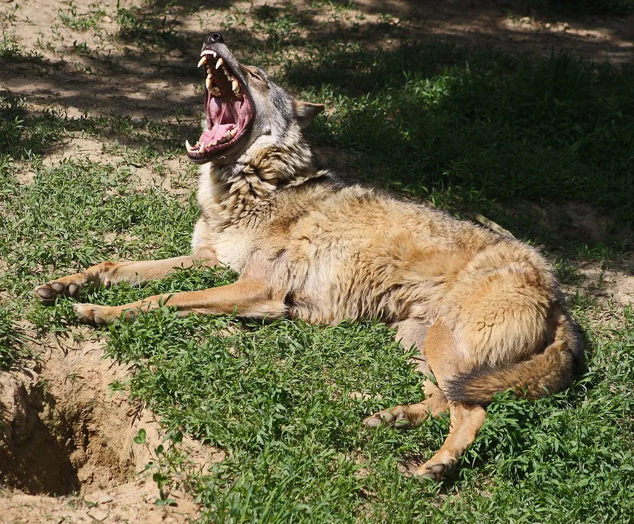 Hirschfeld Wildlife Park